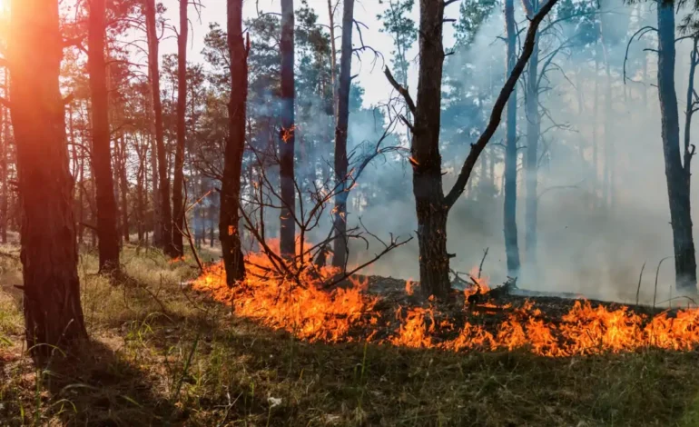 Deforestation in Azad Kashmir: Tackling the Crisis