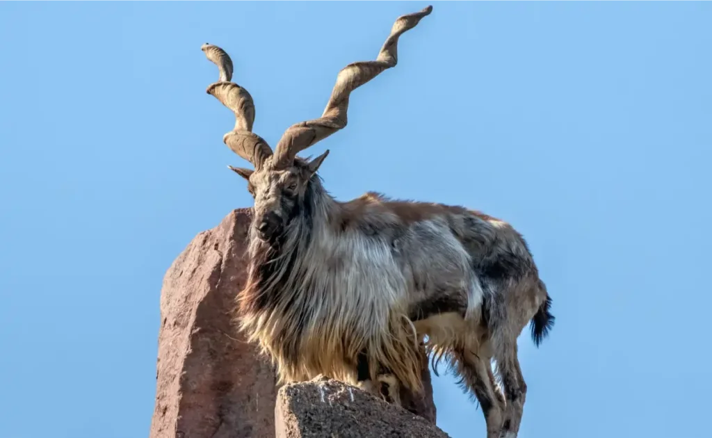 Wildlife in Azad Kashmir