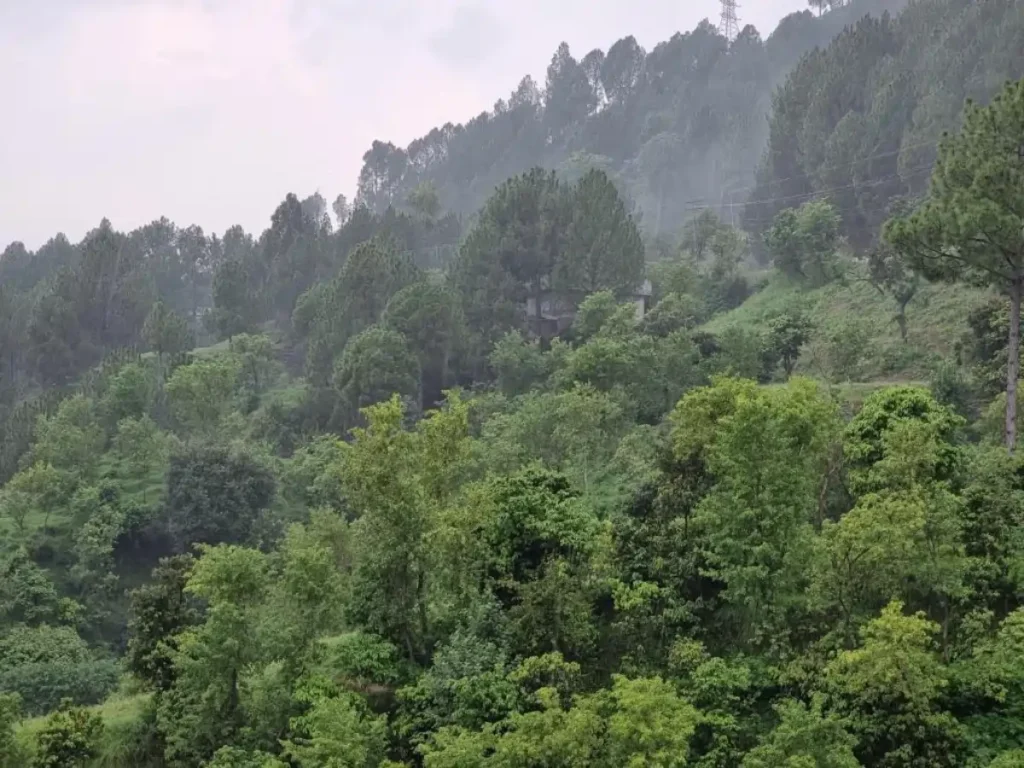 Forest Degradation