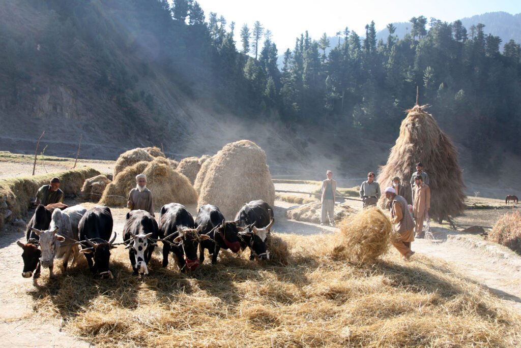 agriculture in azad kashmir